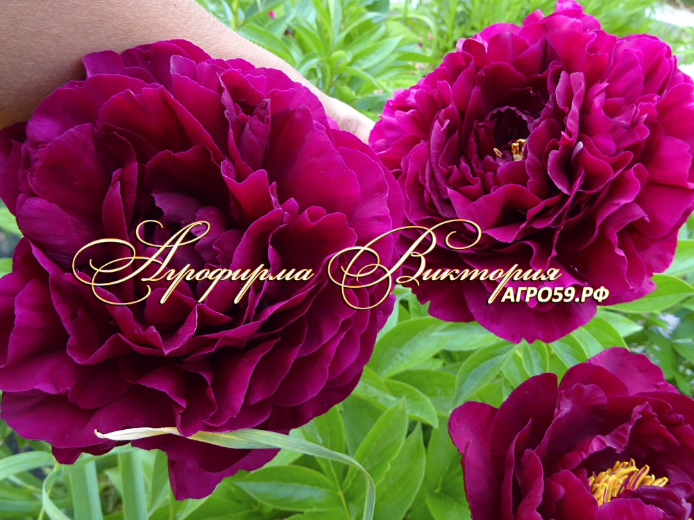 Питомник растений Агрофирма Виктория - Пион CHERRY HILL (Черри Хилл, США)